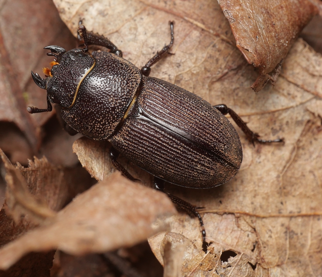 Eastern American Stag Beetle