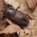 Eastern American Stag Beetle - Photo (c) Thom Worm, some rights reserved (CC BY-NC), uploaded by Thom Worm