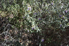 Teucrium fruticans