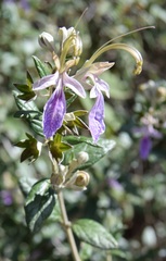 Teucrium fruticans