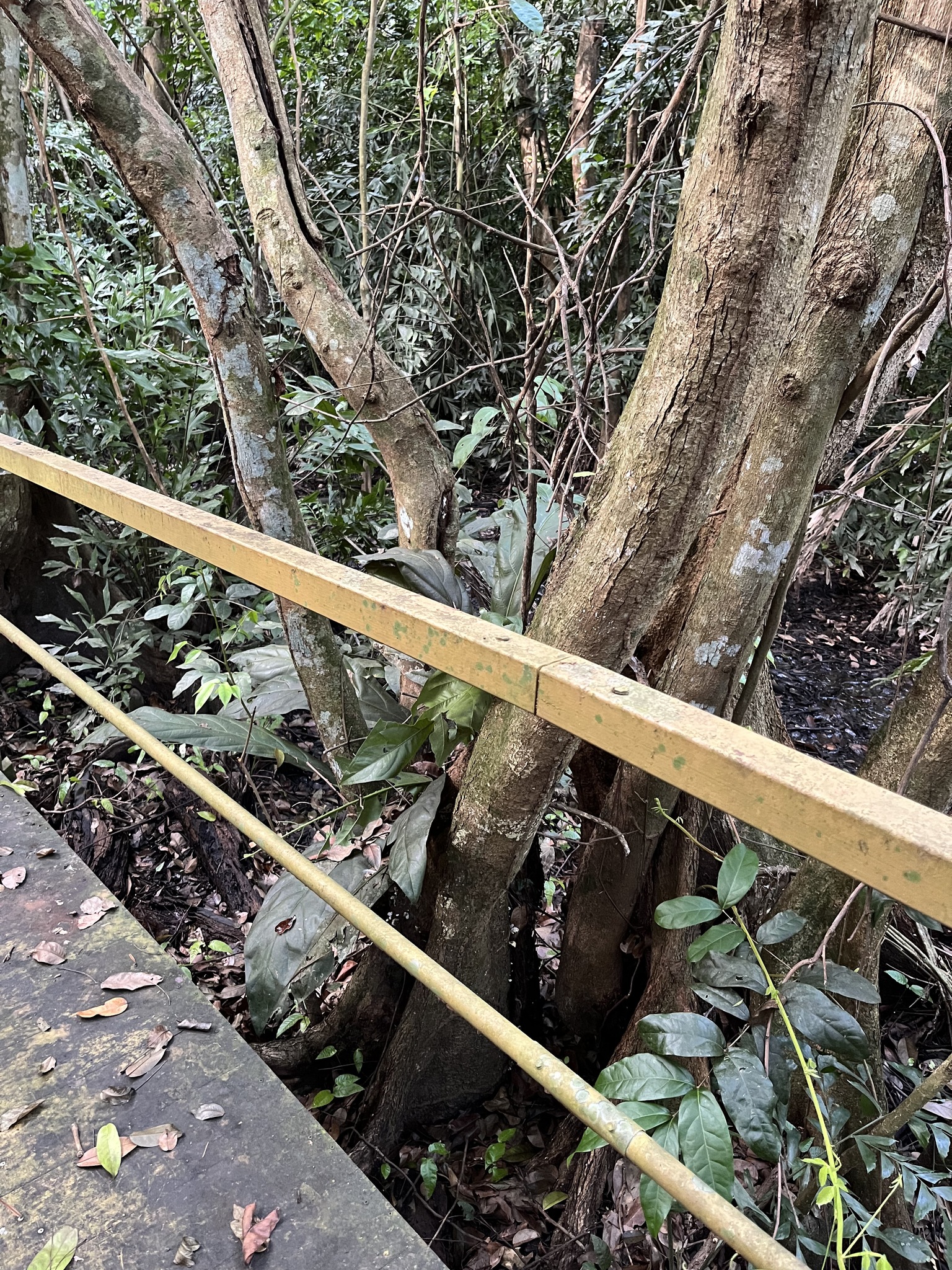 Imagem de Pterocarpus officinalis