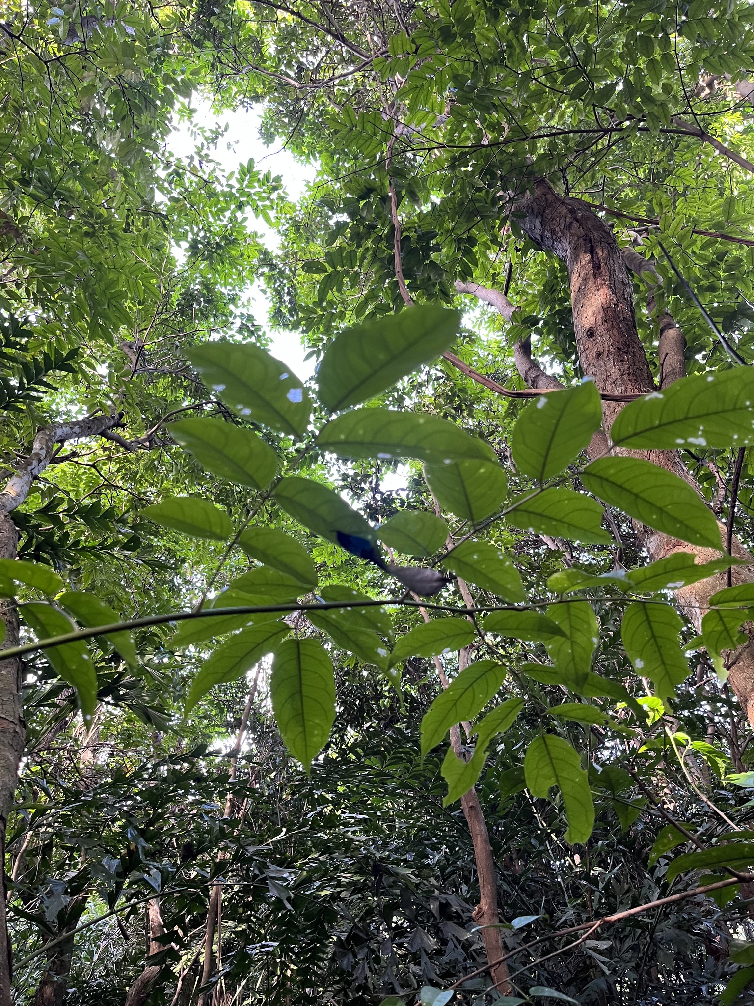 Imagem de Pterocarpus officinalis