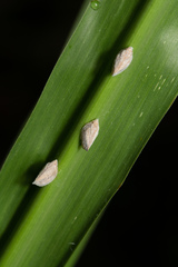 Mimophantia maritima