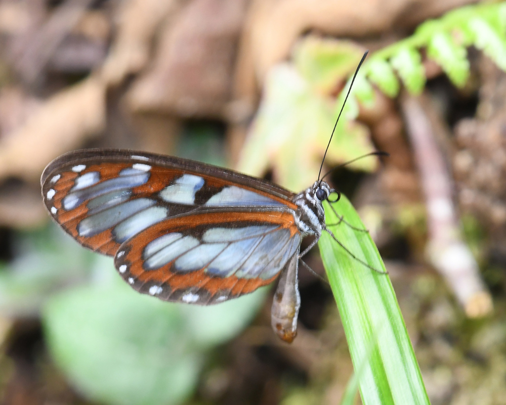 Oleria athalina