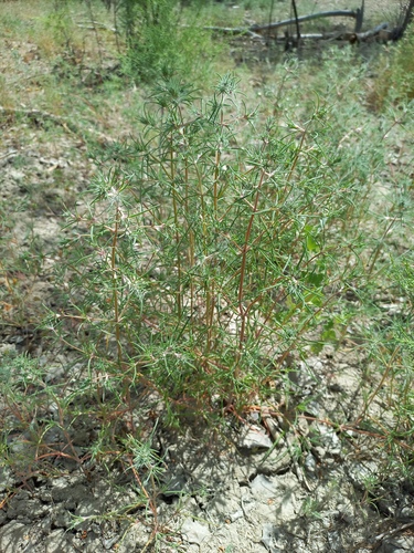 Petrosimonia brachiata, photograph 5