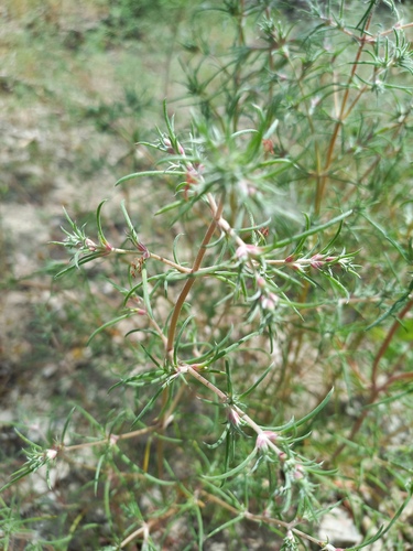 Petrosimonia brachiata, photograph 6