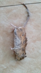 Aethomys chrysophilus