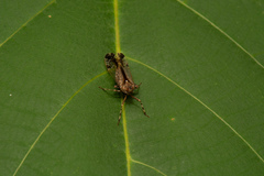 Orthopagus splendens