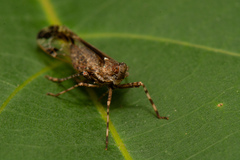 Orthopagus splendens