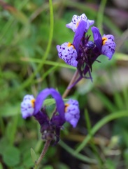 Linaria amethystea
