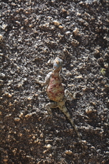 Agama kirkii