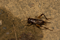 Teleogryllus mitratus