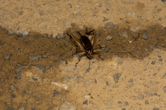Teleogryllus mitratus