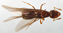 Acanthomyops