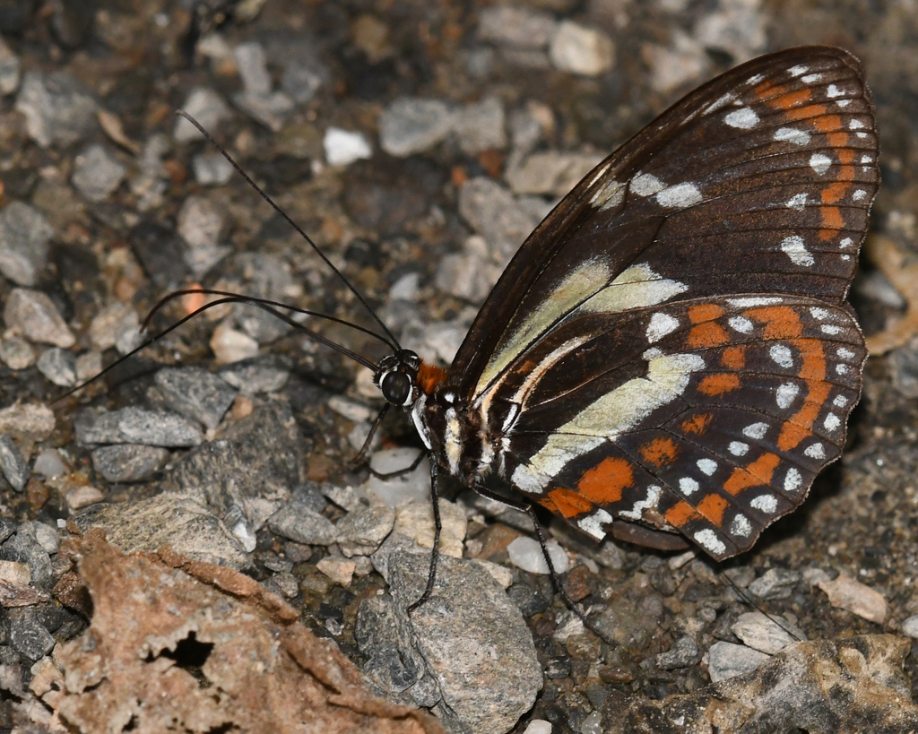 Elzunia pavonii