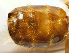 Acanthomyops