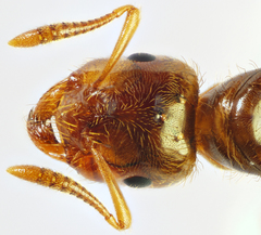 Acanthomyops
