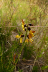 Wiborgiella mucronata