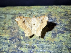 Image of Macaria aemulataria