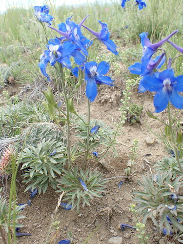 Delphinium bicolor ssp. calcicola