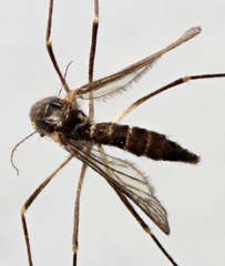 Aedes atropalpus