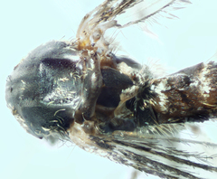 Aedes atropalpus