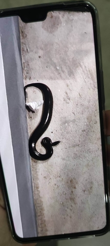 Mekong Mud Snake