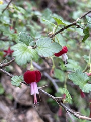 Ribes lobbii