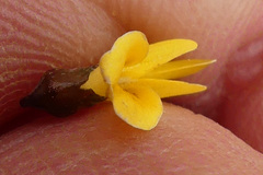 Wiborgiella mucronata