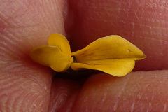 Wiborgiella mucronata