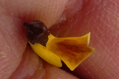 Wiborgiella mucronata