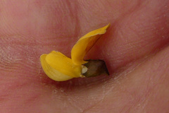 Wiborgiella mucronata