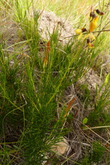 Wiborgiella mucronata