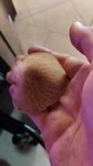 Image of Auricularia subglabra