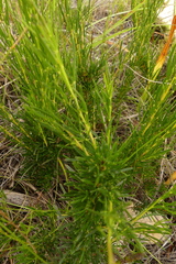 Wiborgiella mucronata