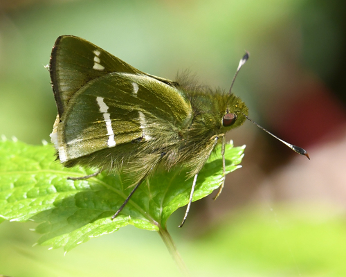 Green-washed Serdis