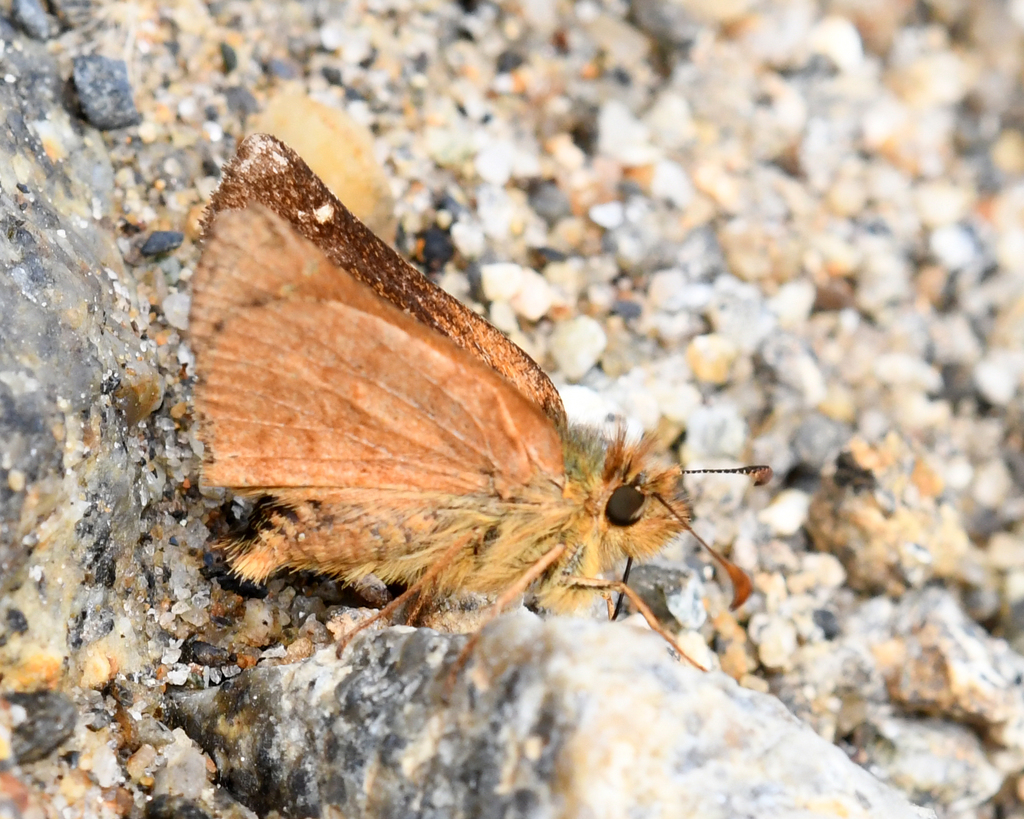 Costala Skipperling