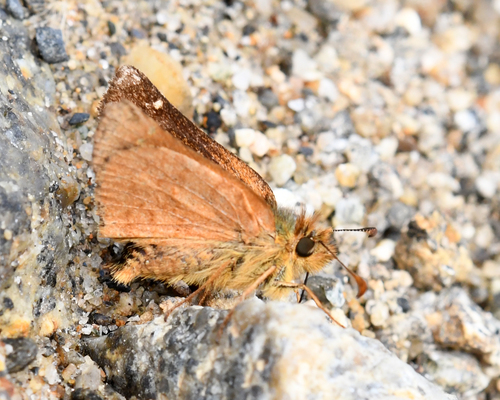 Costala Skipperling