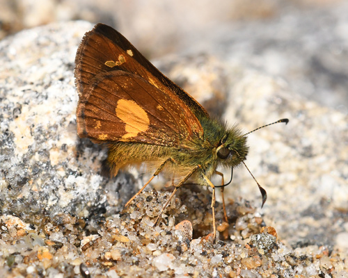 Cypselus Skipperling