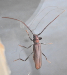 Xystrocera erosa
