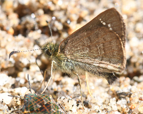 Crithoe Skipperling