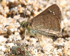 Dalla crithote