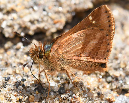 Grovius Skipperling