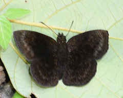 Bolla phylo