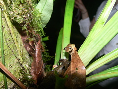 Pristimantis cruentus