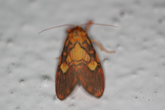 Ammatho cuneonotatus