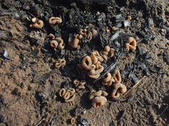 Peziza echinospora