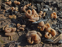 Peziza echinospora