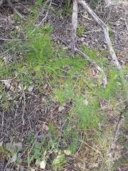 Asparagus persicus, photograph (c) Alexander Dubynin, some rights reserved (CC BY)