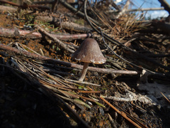 Psathyrella pennata